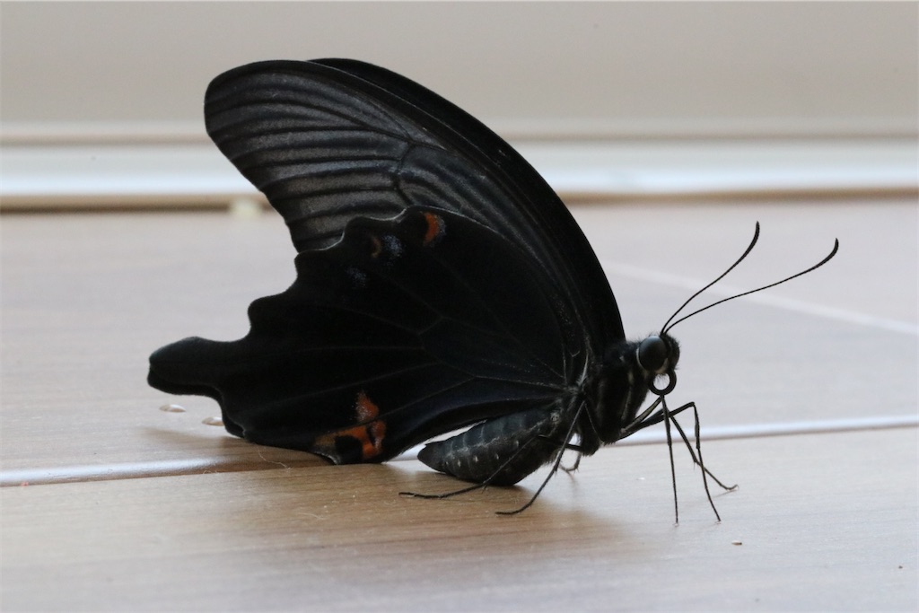 蝶の食草増強大作戦その2 ハマセンダンの苗 - バタフライガーデンに