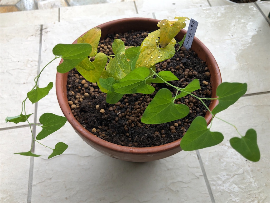 ウマノスズクサ 枝葉1000枚　ジャコウアゲハ幼虫餌　即日発送 ウマノスズクサ 枝葉1000枚 ジャコウアゲハ幼虫餌 即日発送 Yahoo