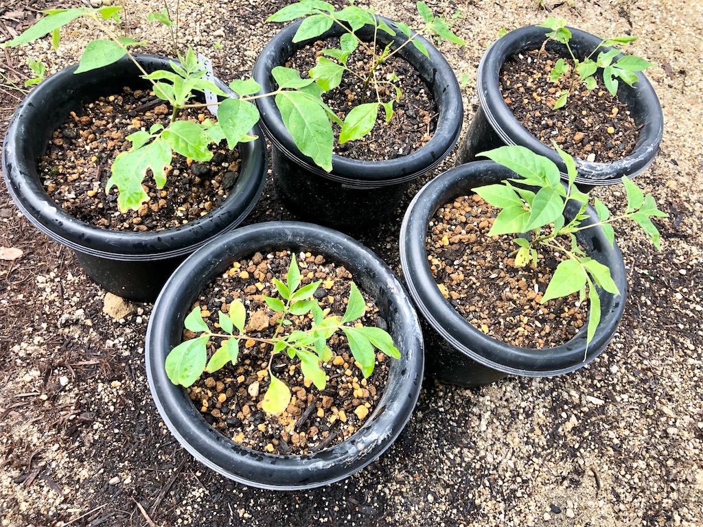 蝶の食草増強大作戦その3 ビービーツリー（イヌゴシュユ）の苗