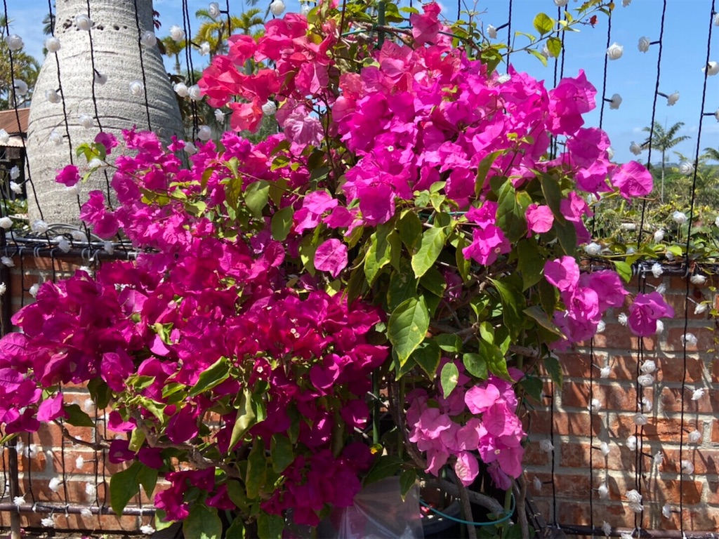 ブーゲンビレア　ブーゲンビリア　苗　花木　観葉植物　⑪ ブーゲンビレア ブーゲンビリア 苗 花木 観葉植物 B ブーゲンビレア