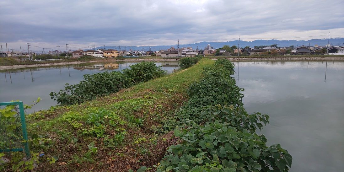 f:id:yamatkohriyaman:20191110224123j:plain