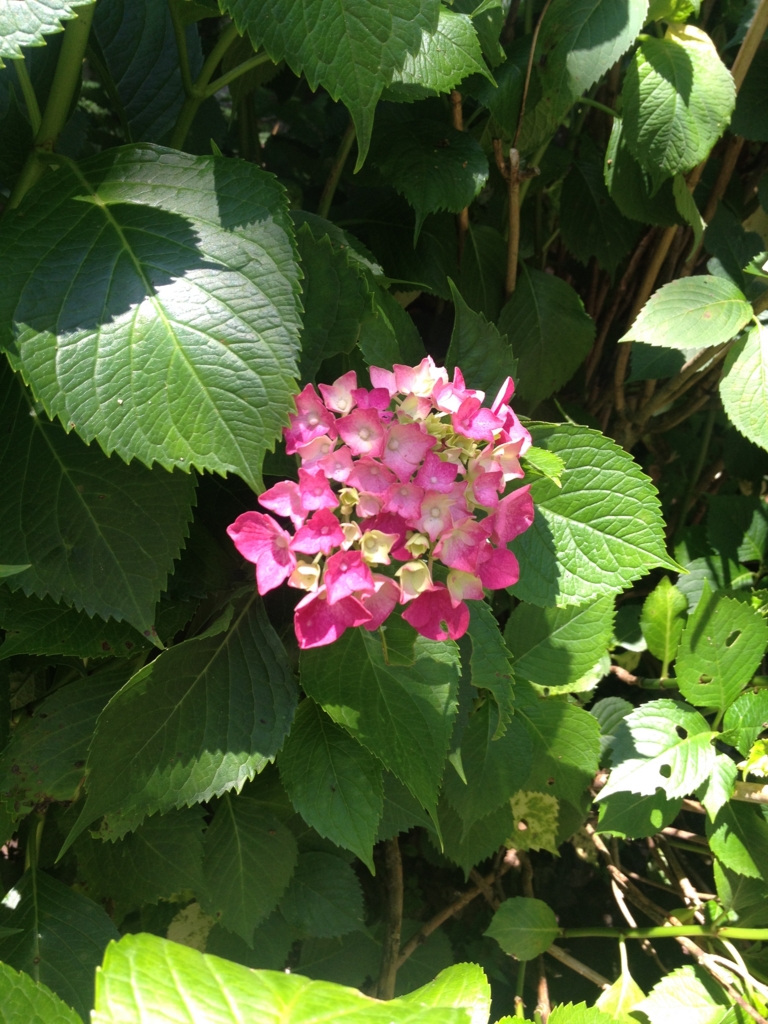 f:id:yamato1111:20160602171831j:plain