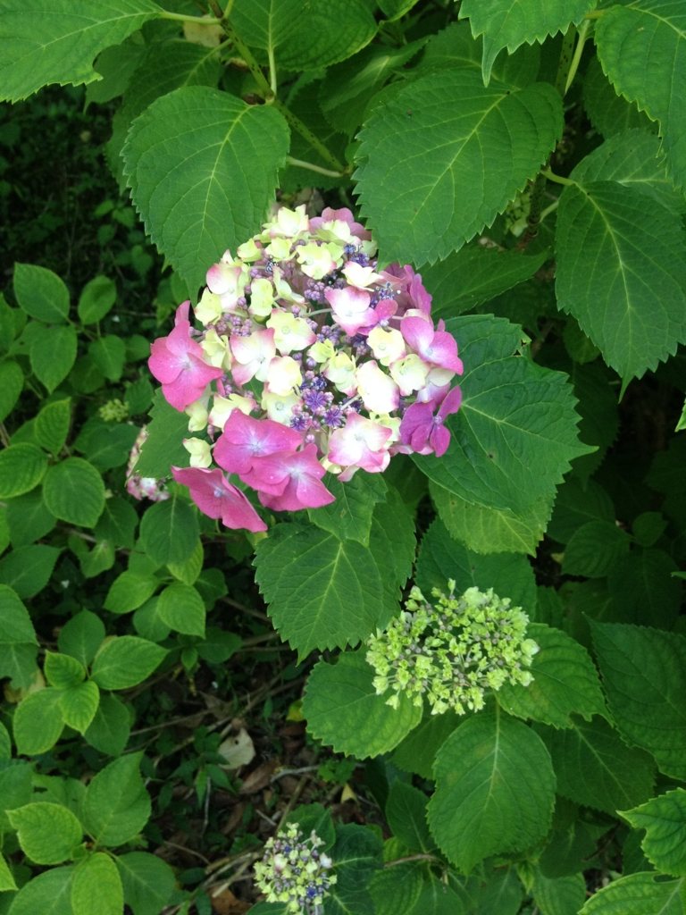 f:id:yamato1111:20160602171921j:plain f:id:yamato1111:20160602171921j:plain