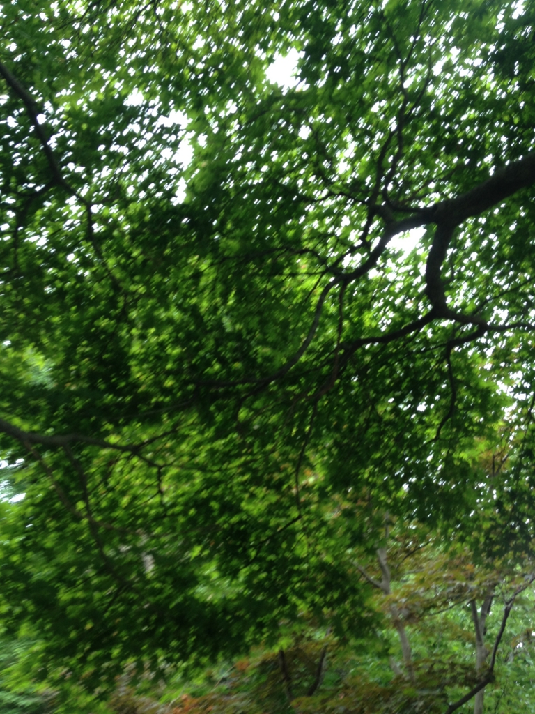 f:id:yamato1111:20160616143202j:plain