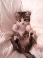 f:id:yamato1227:20071110141321j:image