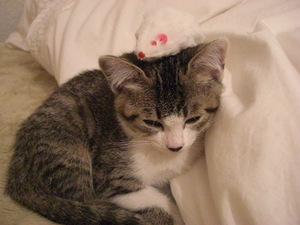 f:id:yamato1227:20071223235230j:image