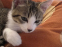 f:id:yamato1227:20071229125924j:image