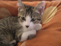 f:id:yamato1227:20071229125934j:image