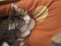 f:id:yamato1227:20071229130128j:image