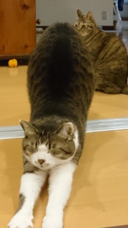 f:id:yamato1227:20180128173715j:image