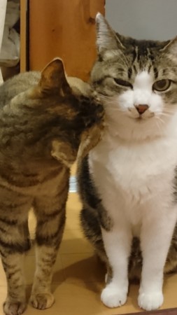 f:id:yamato1227:20180128173726j:image