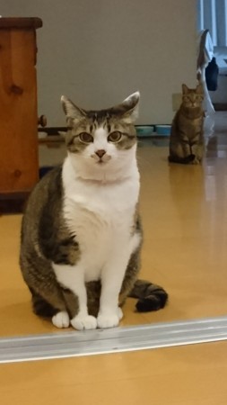 f:id:yamato1227:20180425193922j:image