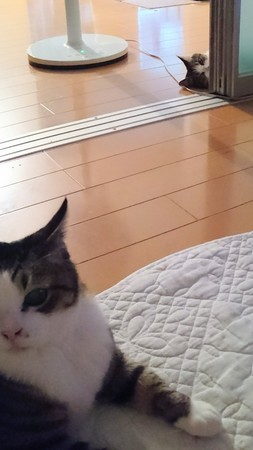 f:id:yamato1227:20180627010944j:image