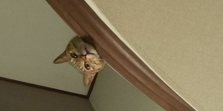 f:id:yamato1227:20180903010745j:image