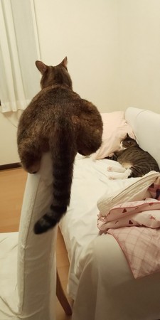 f:id:yamato1227:20180922181937j:image