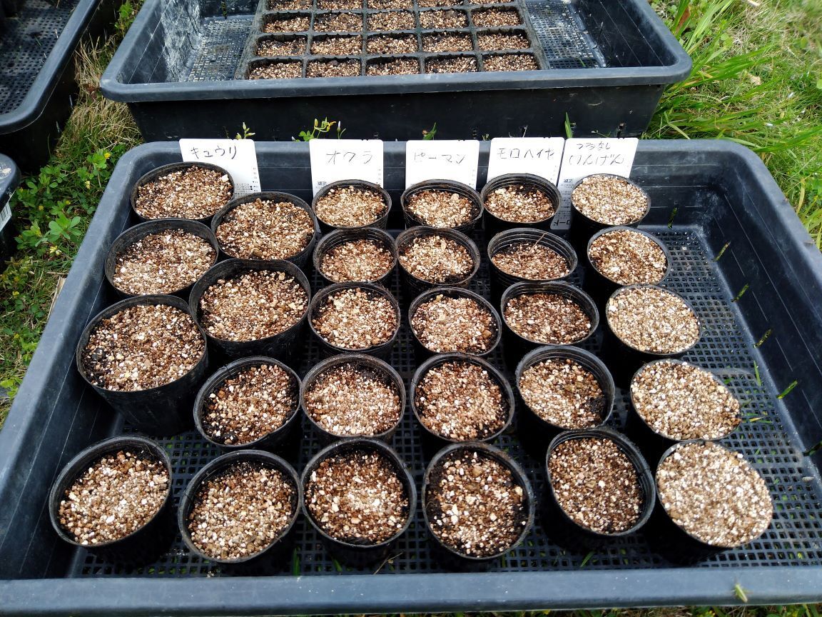 お勧めの夏野菜と言えばこれこれ - やまとの少しニッチな日記