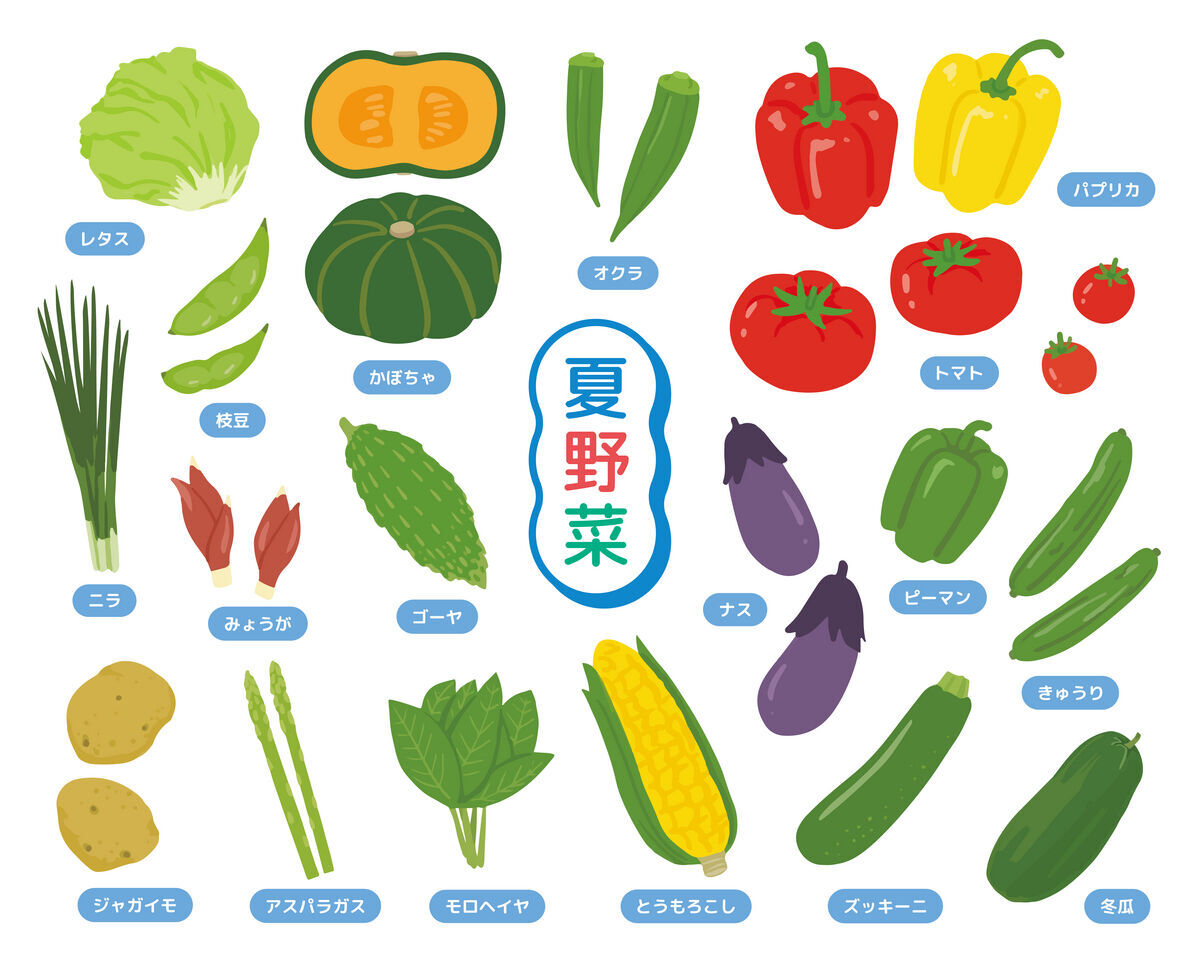 夏 の 野菜 とい えば