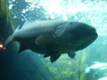 20101203064314