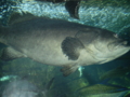 20101203064417