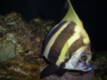 20101203064454