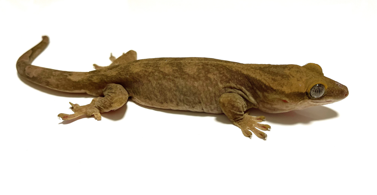 サラシノミカドヤモリの魅力 - 鮫山のルーズなブログ