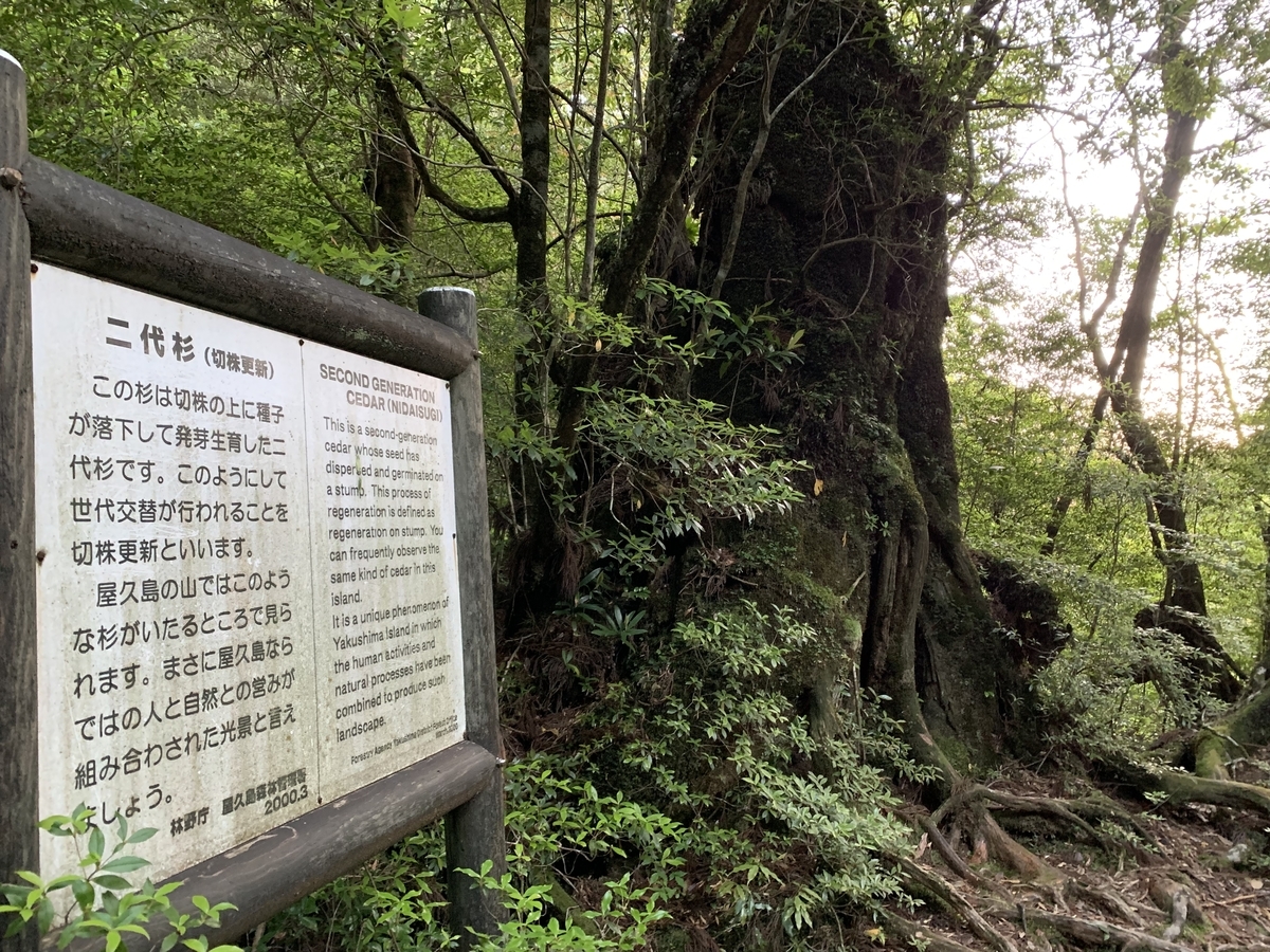 f:id:yamatobokunoblues:20190617165542j:plain