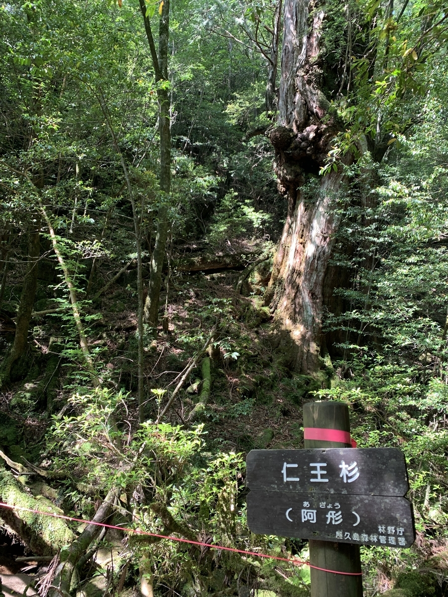 f:id:yamatobokunoblues:20190620165211j:plain