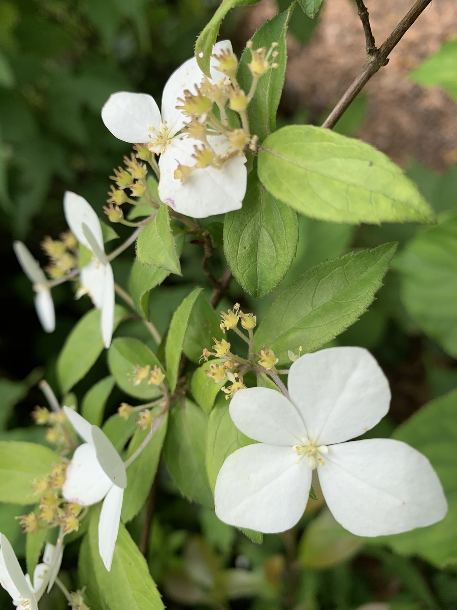 f:id:yamatobokunoblues:20190620183353j:plain