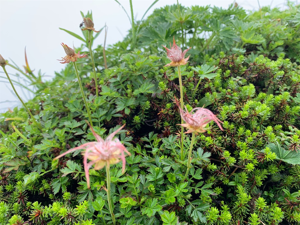 f:id:yamatobokunoblues:20190724083705j:image