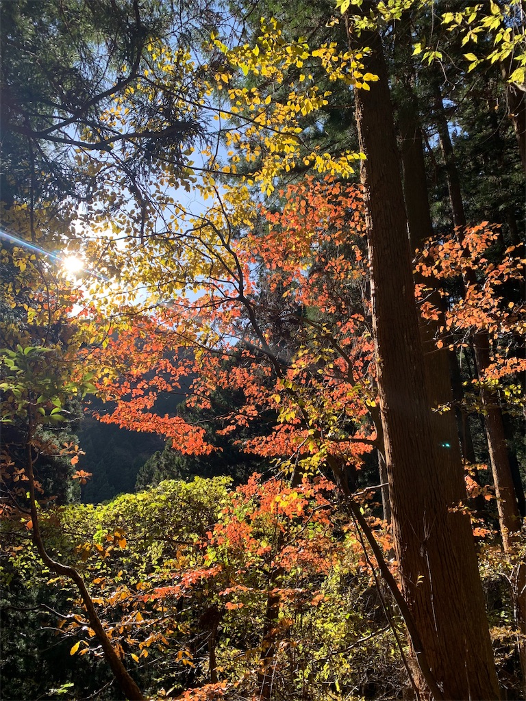 f:id:yamatobokunoblues:20191120124849j:image