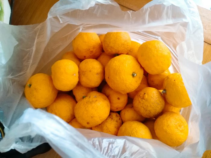 塩ゆずの作り方 ひまわりだより