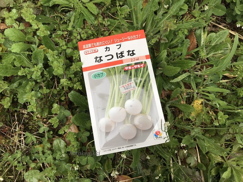 かぶのタネ