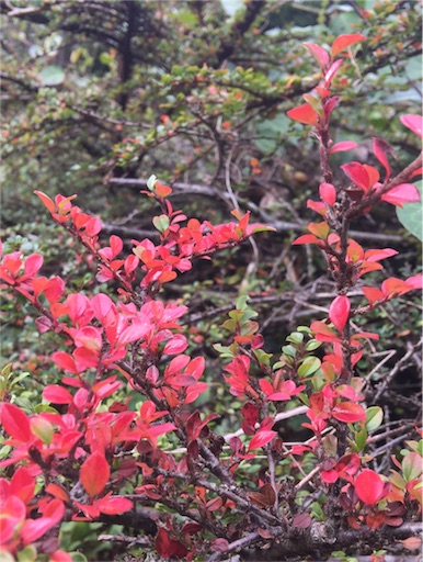 f:id:yamatopiece:20171022212440j:image f:id:yamatopiece:20171022212440j:image