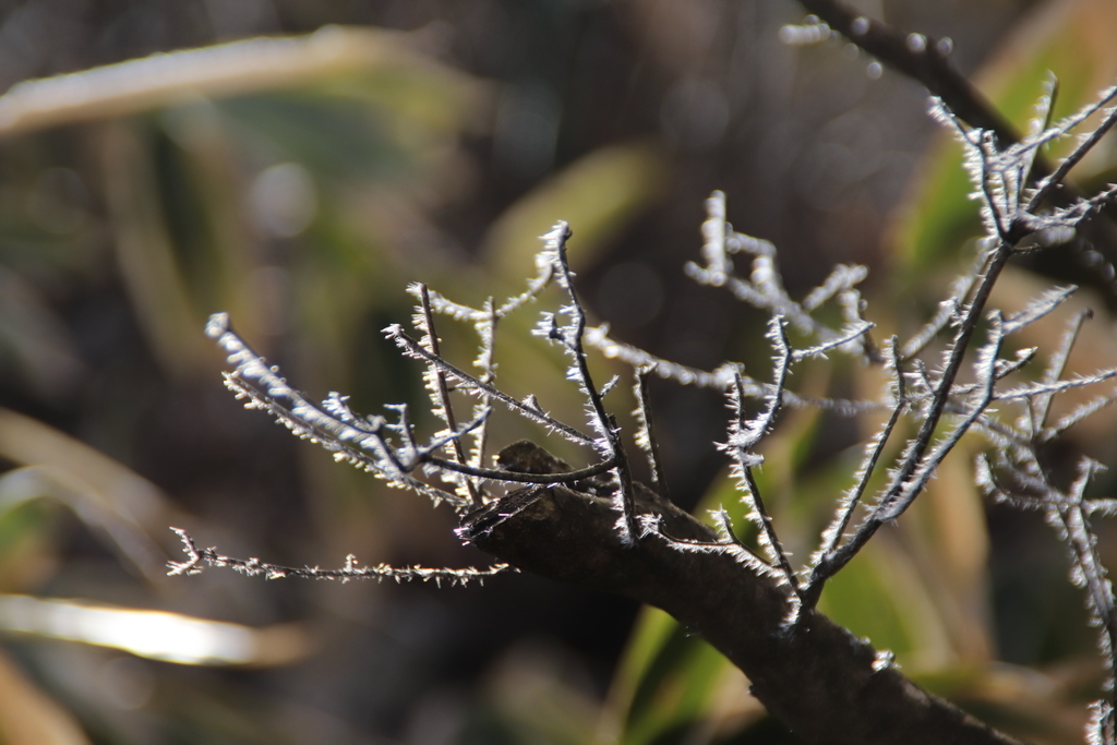 f:id:yamatori0422:20181226204720j:plain