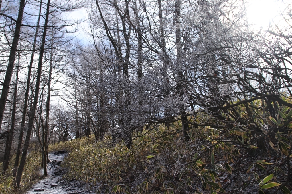 f:id:yamatori0422:20181226205033j:plain