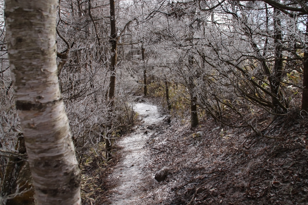 f:id:yamatori0422:20181226205230j:plain