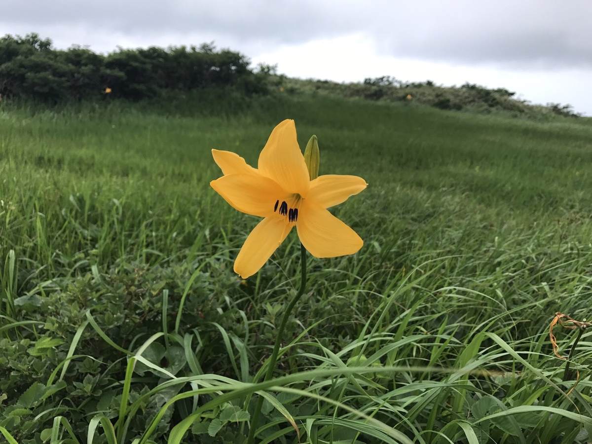 f:id:yamatori0422:20190607172412j:plain f:id:yamatori0422:20190607172412j:plain