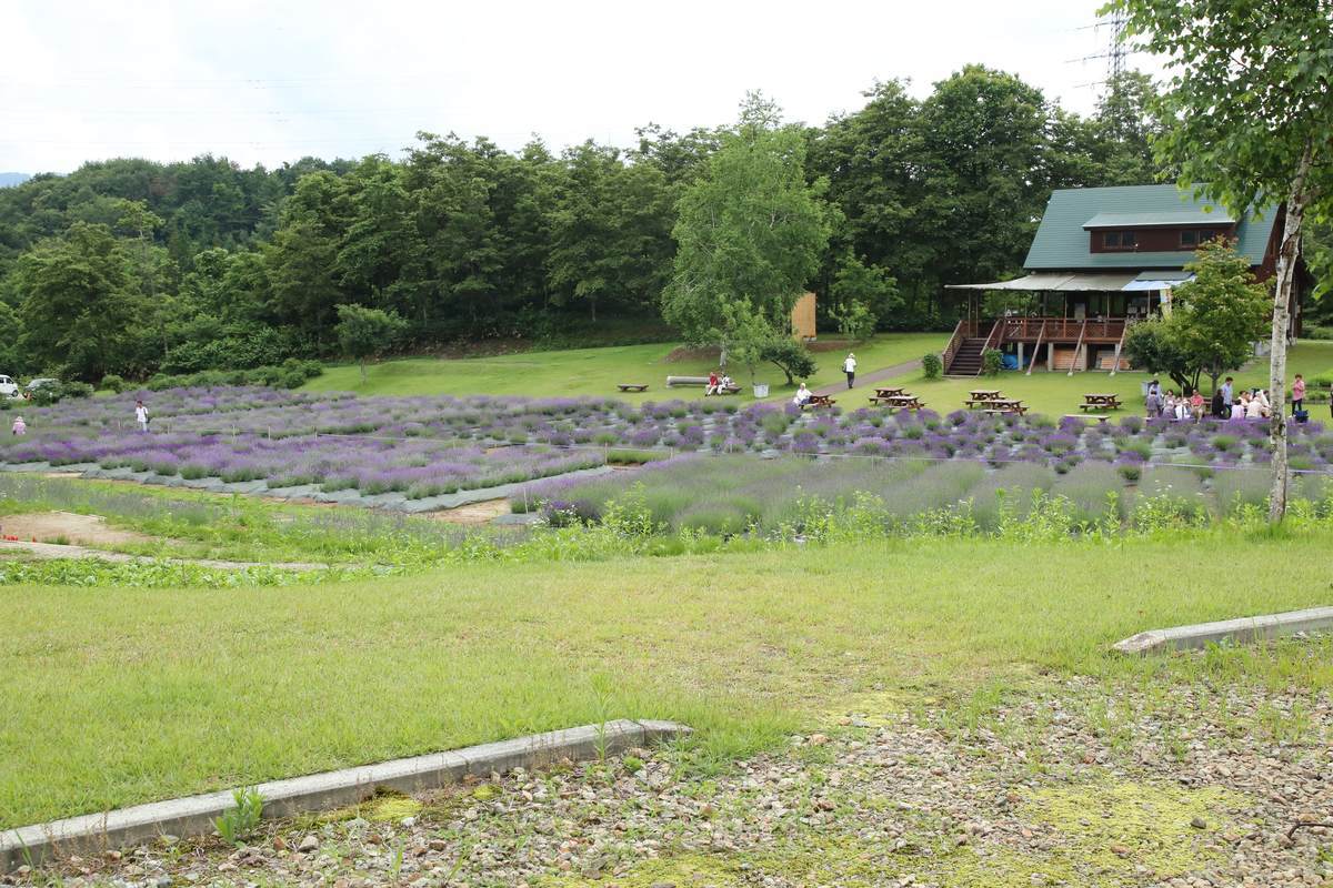 山形県 山辺町ラベンダー祭 香りの癒し 19 7 5 やまとりにっき 山形県 山辺町ラベンダー祭 香りの癒し 19 7 5 やまとりにっき