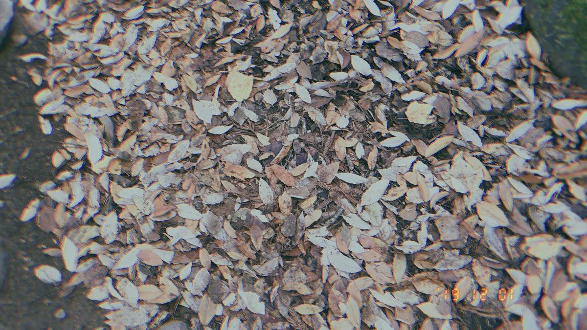 f:id:yamatori0422:20191201140316j:plain f:id:yamatori0422:20191201140316j:plain