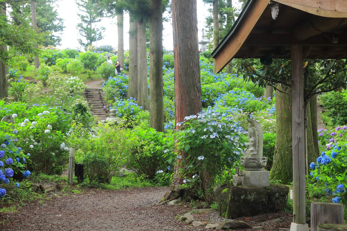 長野県 深妙寺 紫陽花っていいよね 7 5 やまとりにっき