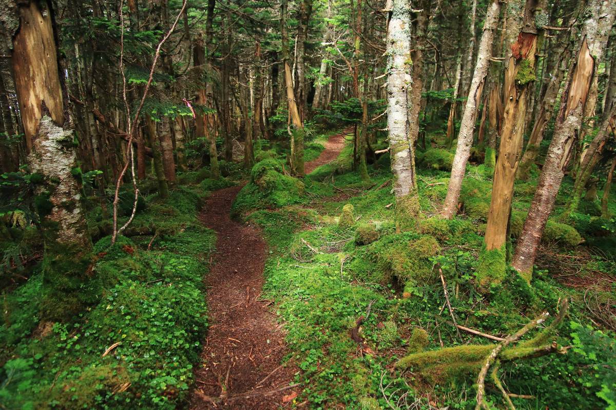 f:id:yamatori0422:20200929205631j:plain