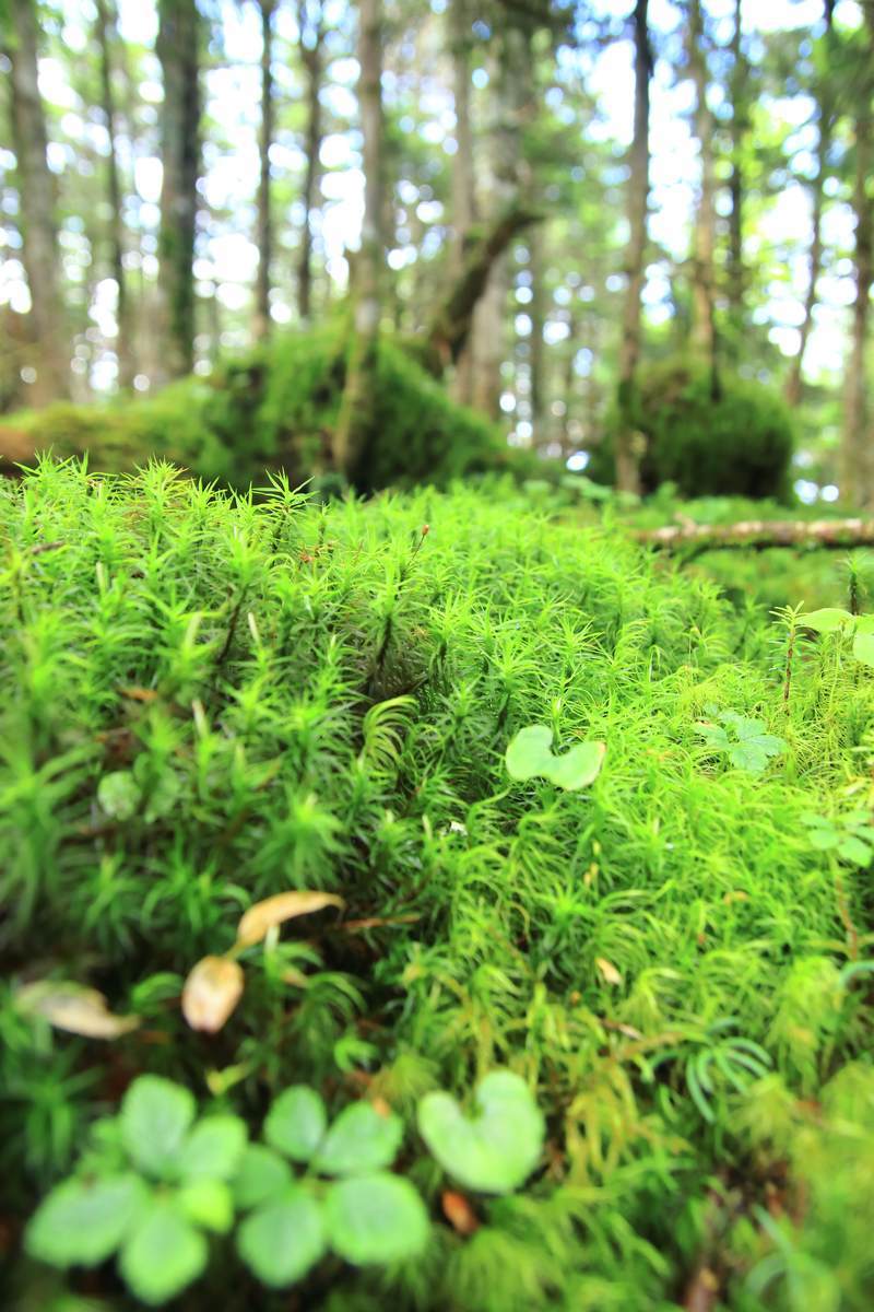 f:id:yamatori0422:20200929205829j:plain