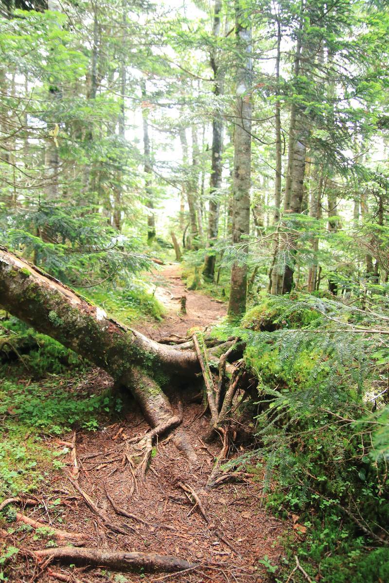 f:id:yamatori0422:20200929211526j:plain