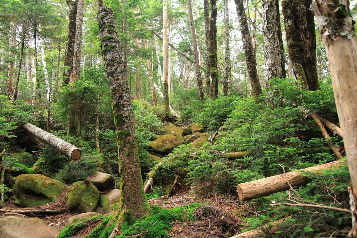 f:id:yamatori0422:20201004094218j:plain f:id:yamatori0422:20201004094218j:plain