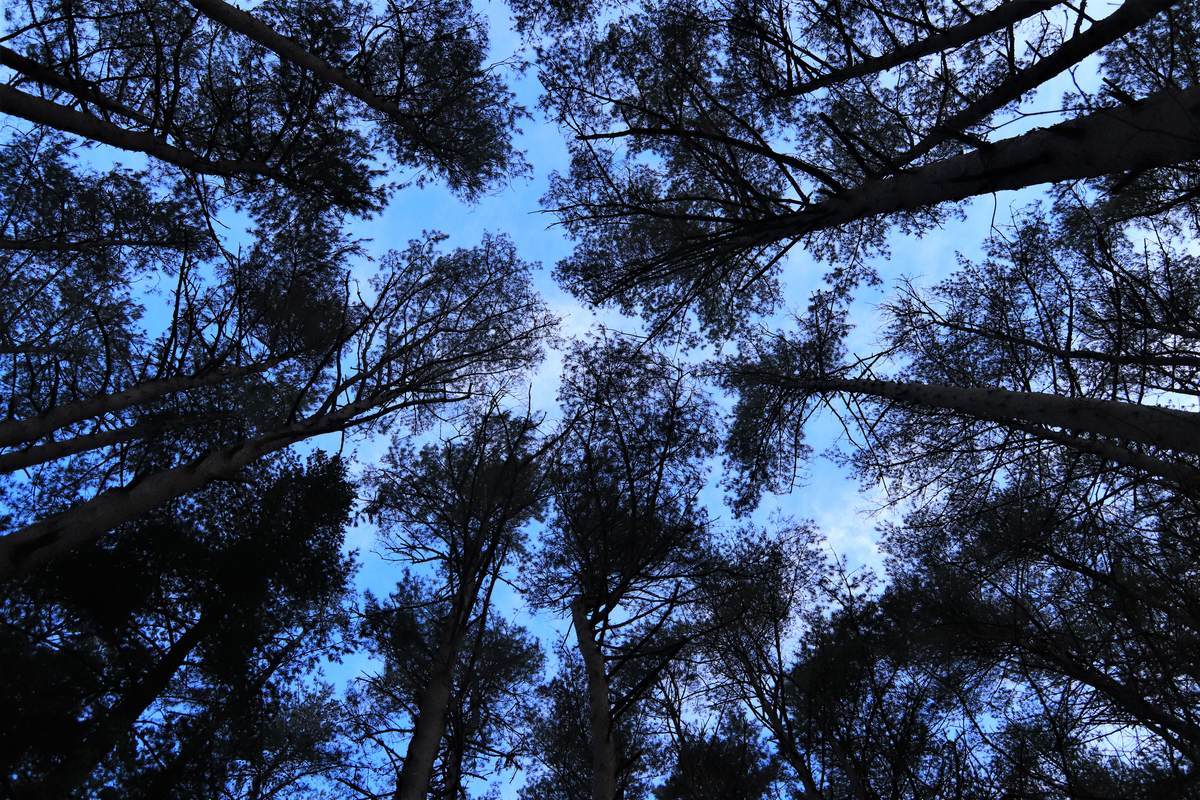 f:id:yamatori0422:20210104154014j:plain