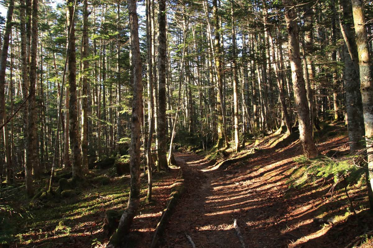 f:id:yamatori0422:20211128165146j:plain