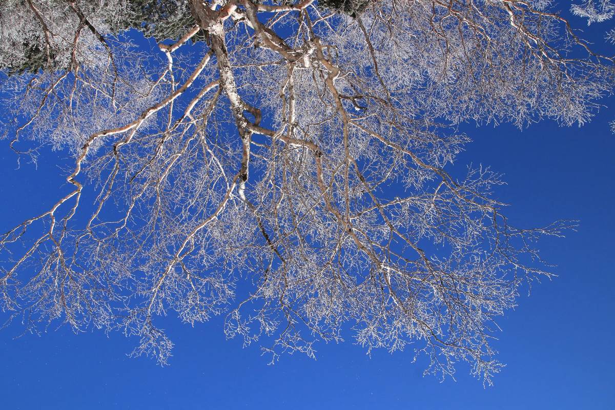 f:id:yamatori0422:20211128170920j:plain