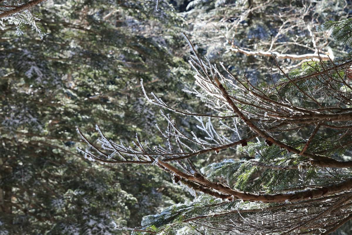 f:id:yamatori0422:20211128171702j:plain