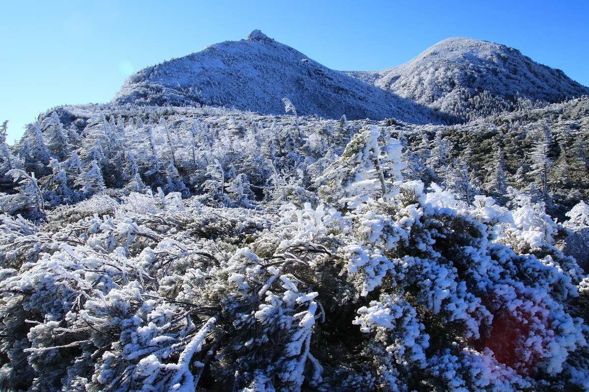 f:id:yamatori0422:20211212173714j:plain