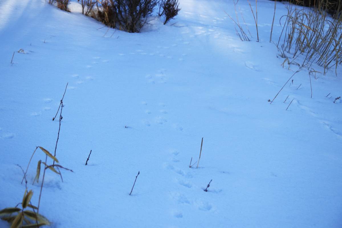 f:id:yamatori0422:20220320171658j:plain